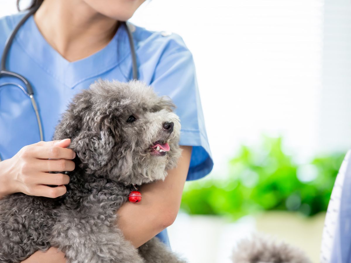 a vet holding a dog