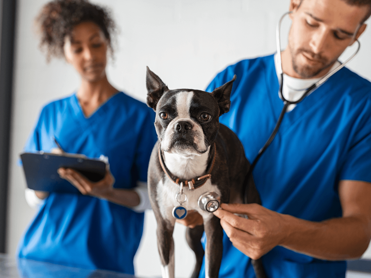 A person and person in blue scrubs holding a dog
