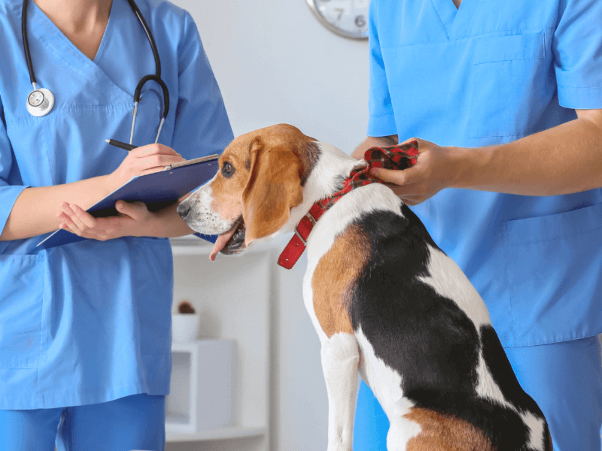A dog being checked by a vet