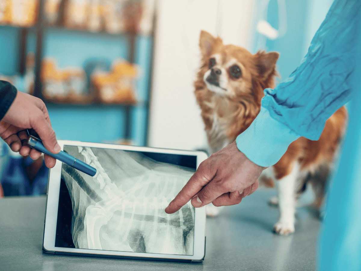 A dog looking at a tablet