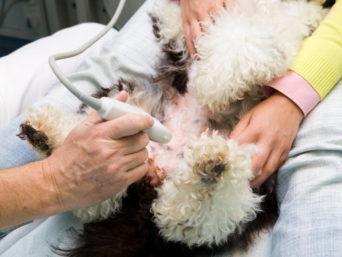dog ultrasound procedure