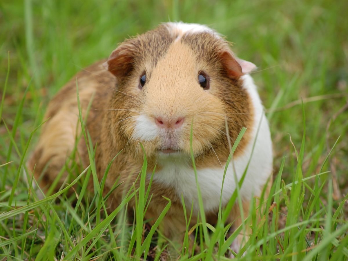 a guinea pig in the grass