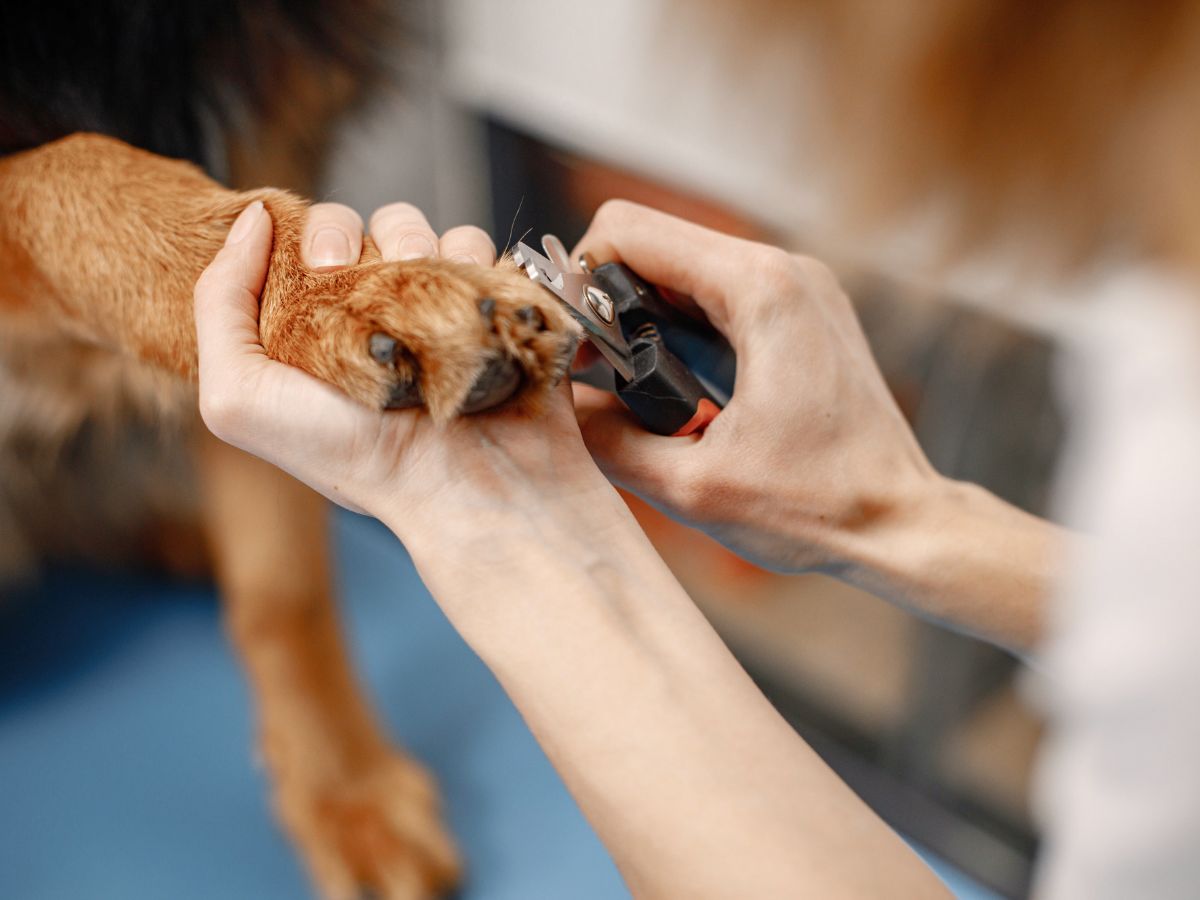 person trimming dogs nails