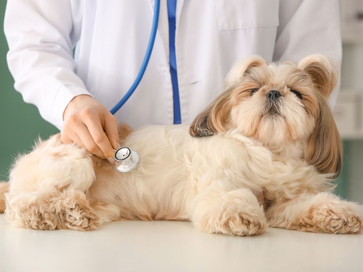 laser therapy a veterinarian examines a dog