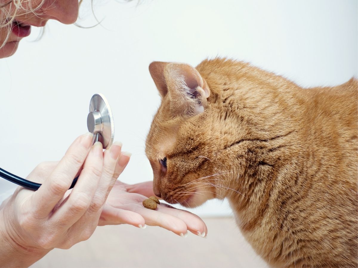 pet nutrition a veterinarian examines a cat